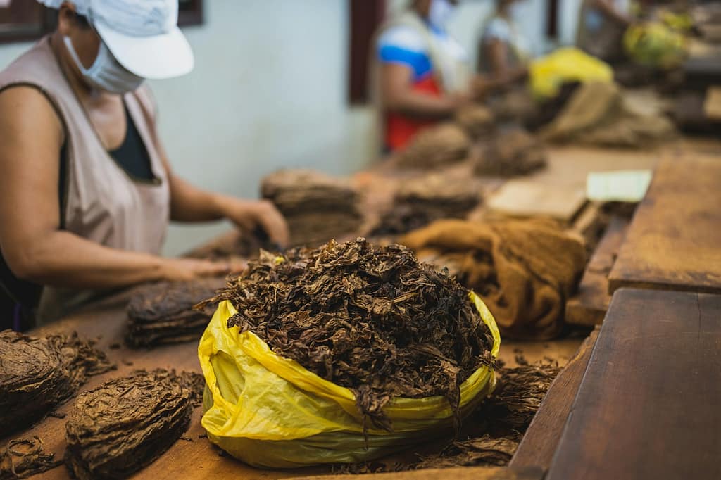 tobacco consumption in India