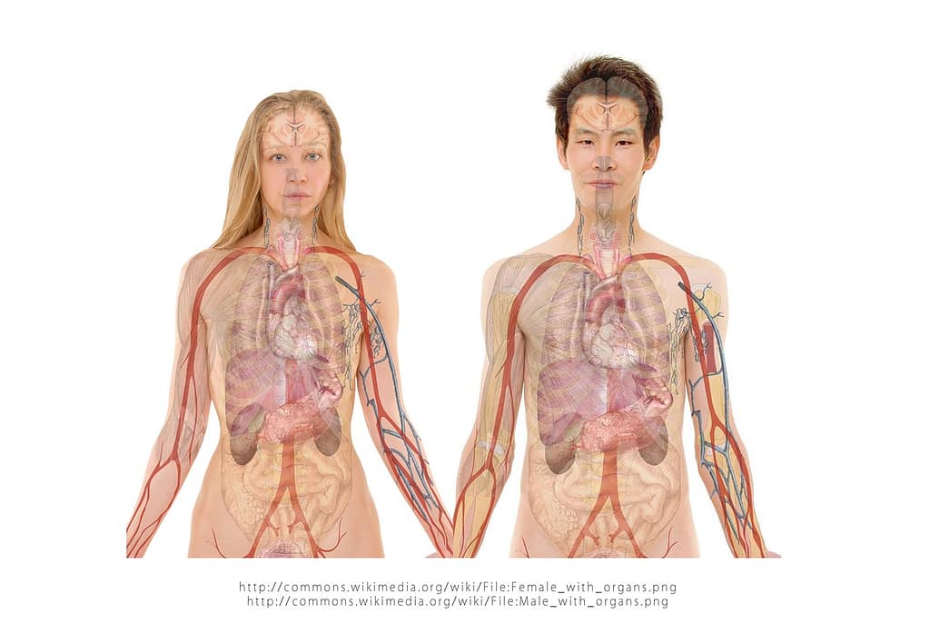 Gender Differences and the Role of Sex Hormones in MAFLD