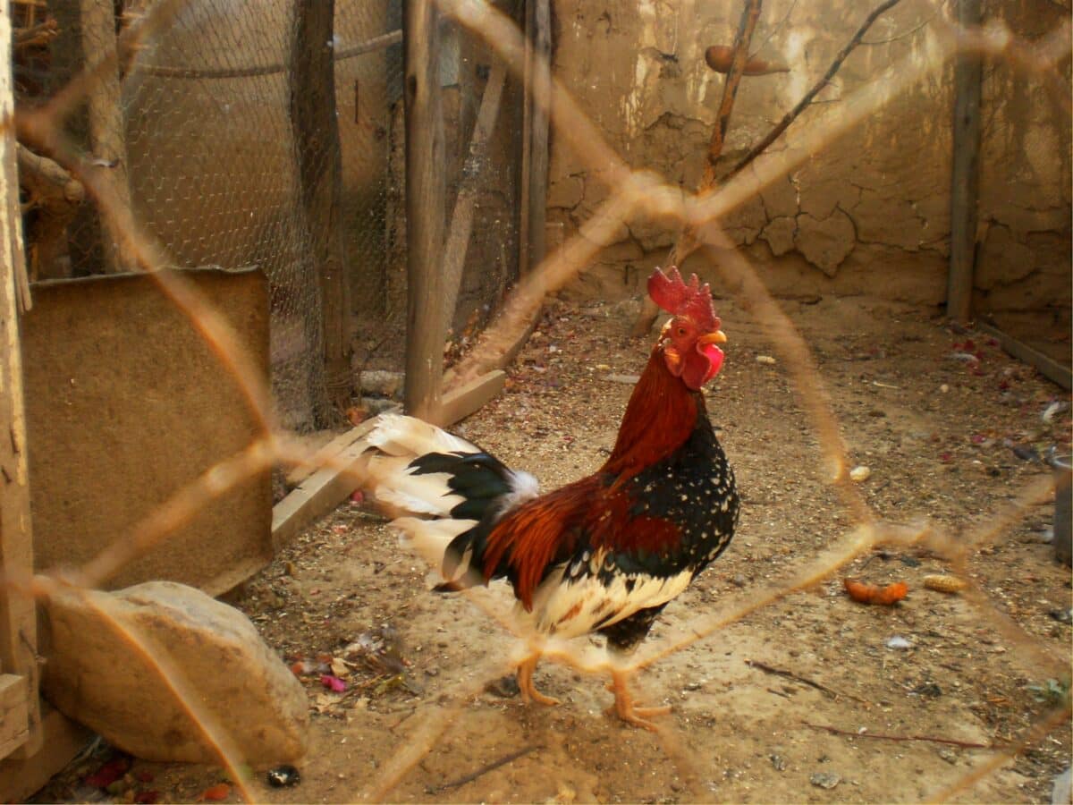 H5N1