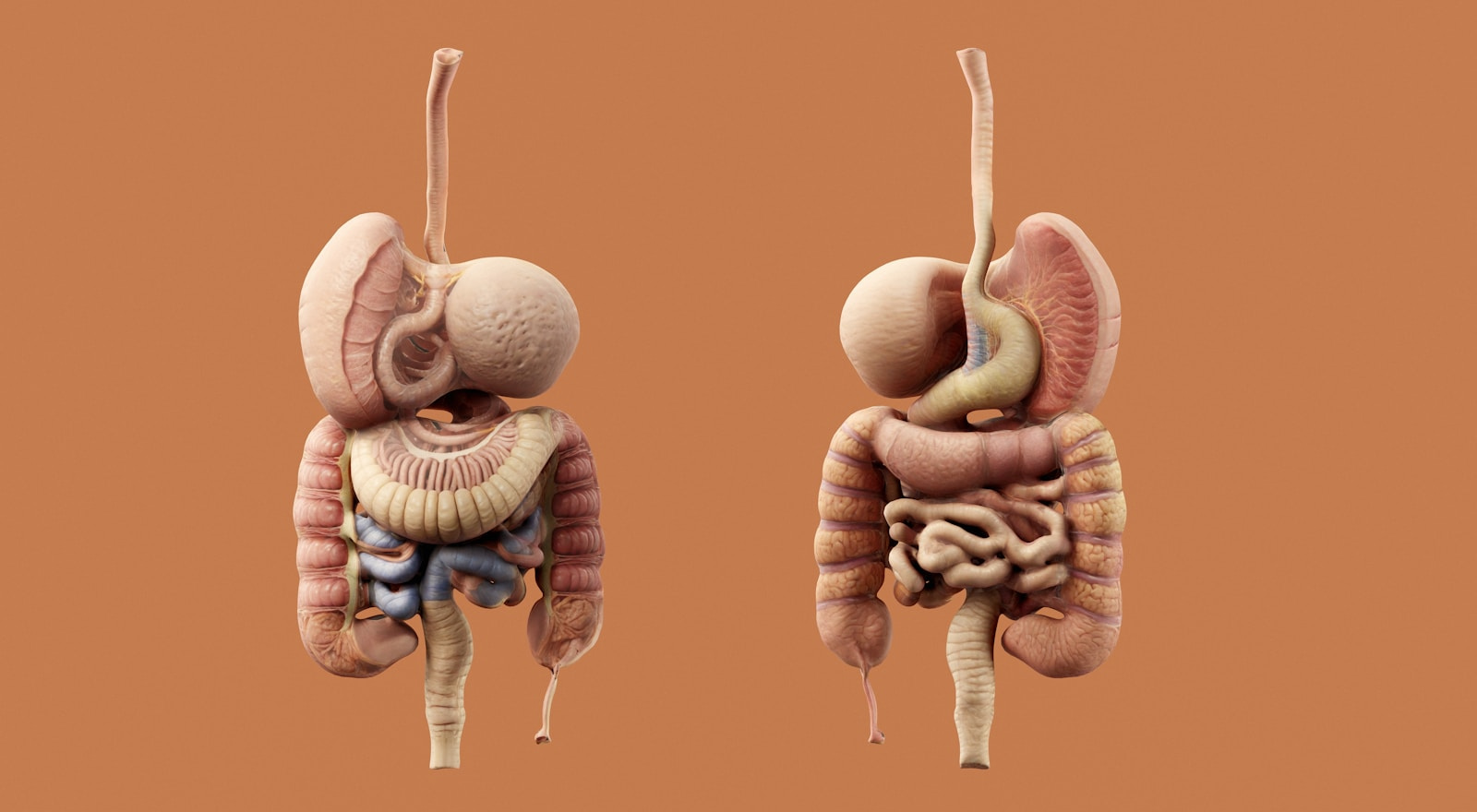 Gut Microbes and human health